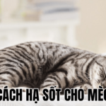 Cách Hạ Sốt Cho Mèo