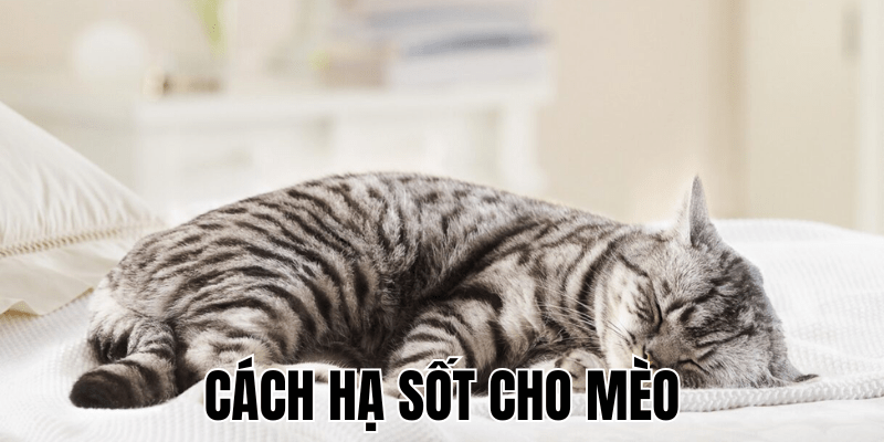 Cách Hạ Sốt Cho Mèo