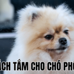 Cách Tắm Cho Chó Phốc