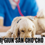 Cách Trị Giun Sán Cho Chó Tại Nhà