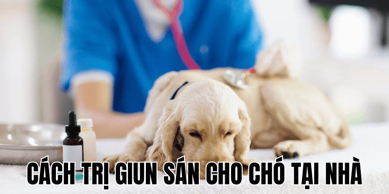 Cách Trị Giun Sán Cho Chó Tại Nhà