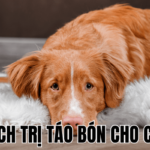 Cách Trị Táo Bón Cho Chó