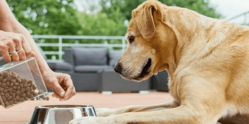 Cách bổ sung máu cho chó
