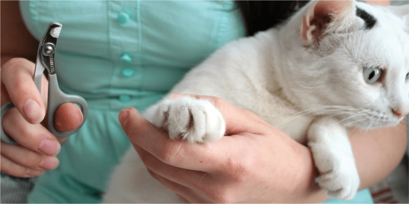 Cách cắt móng cho mèo tại nhà