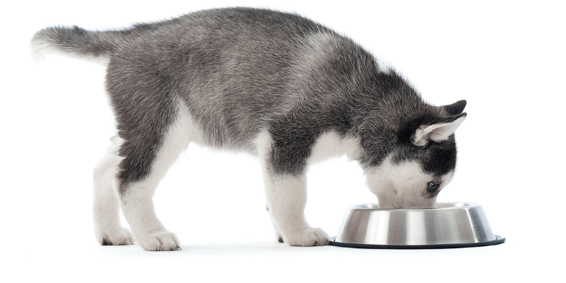 Cách chế biến thức ăn cho chó Husky