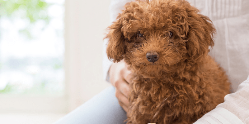Cách chữa viêm tai cho chó Poodle