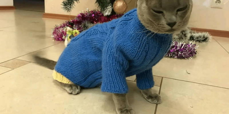 Cách may áo cho mèo từ áo phông cũ
