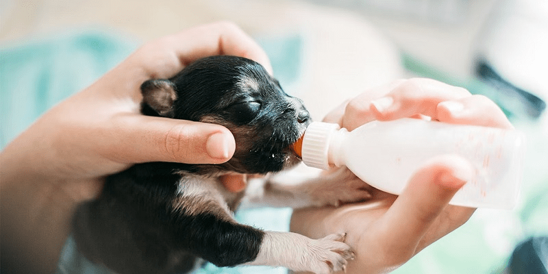 Cách pha sữa cho chó con mới đẻ