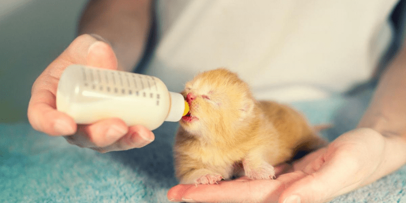 Cách cho mèo con uống sữa