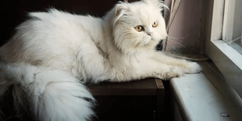 Cách tăng sức đề kháng cho mèo bằng chế độ dinh dưỡng