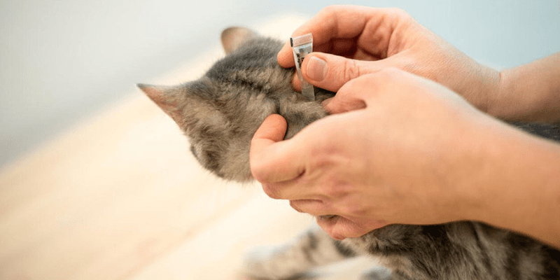 Cách trị bọ chét cho mèo tại nhà