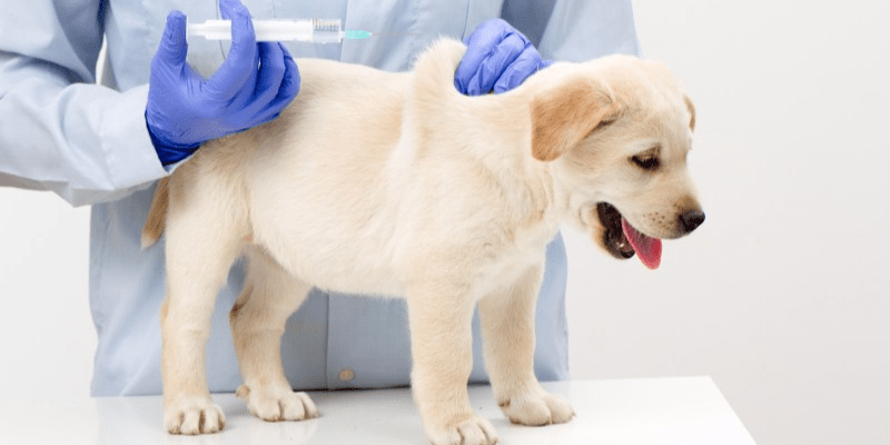 Cách trị ghẻ cho chó hiệu quả tại nhà