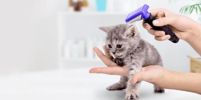 Cách trị rận cho mèo con 1 tháng tuổi an toàn