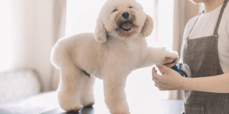 Hướng dẫn cách cạo lông máu cho chó Poodle tại nhà