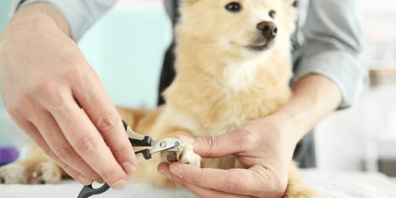 Hướng dẫn cách cắt móng tay cho chó an toàn