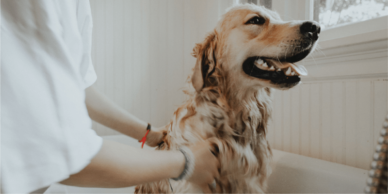 Hướng dẫn cách tắm cho chó hết hôi