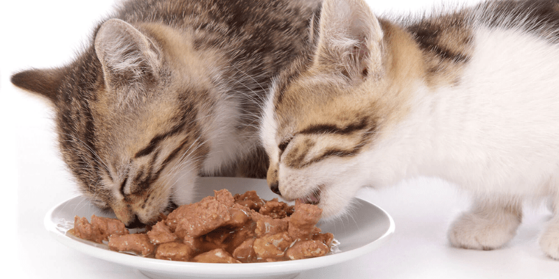 Lợi ích của cách làm pate cá ngừ cho mèo