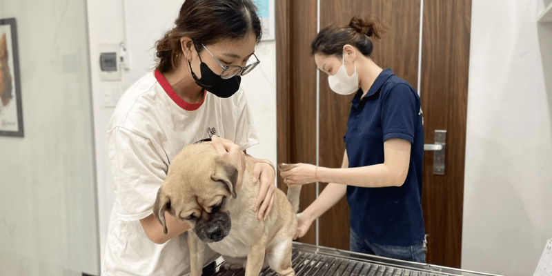 Cách thụ tinh nhân tạo cho chó